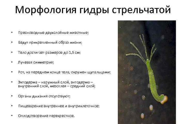 Замена гидры